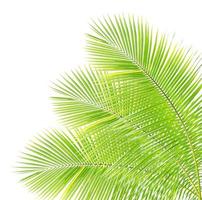 coconut leaf isolated photo