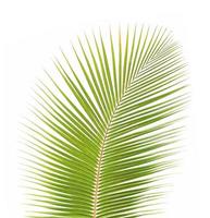 Green coconut leaf isolated on white background photo