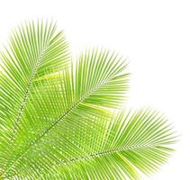 Palm leaf isolated on white background photo