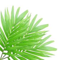 Green palm leaf isolated on white background photo