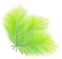 Coconut leaf isolated on white background photo