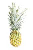 Pineapple fruit isolated on white background photo