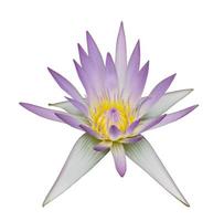 Purple waterlily isolated photo