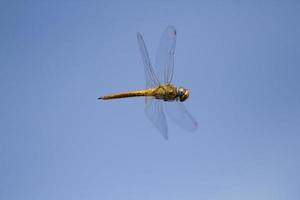 Dragonfly flying with blue sky background photo