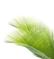 Palm leaf isolated on white background photo