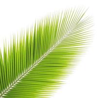 Coconut leaf isolated on white background photo