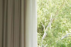 Curtain with window view from green tree background photo