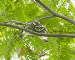 Couple of owl on green tree photo