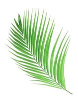 Green palm leaf isolated on white background photo