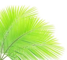 Green palm leaf isolated on white background photo