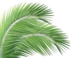 Green palm leaf isolated on white background photo