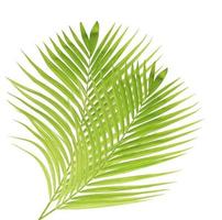Green palm leaf isolated on white background photo