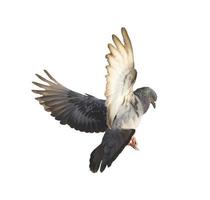 Flying pigeon isolated on white background photo