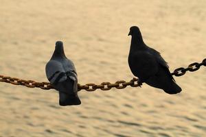 Silhouette of two pigeons hold on chain string with blurred river background photo