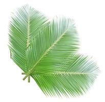 Coconut leaf isolated on white background photo