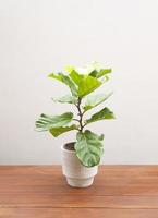 Ficus lyrate tree in pot isolated on wooden floor photo