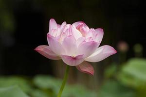 Pink lotus with with green leaves photo