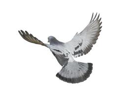 palomas volando aisladas sobre fondo blanco foto