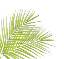 Palm leaf isolated on white background photo