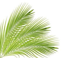 Green palm leaf isolated on white background photo