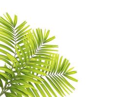 Palm leaf isolated on white background photo