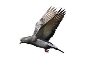 Pigeon flying isolated photo