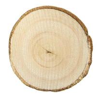 Cross section of tree trunk isolated on white background photo