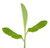 Banana tree isolated on white background photo