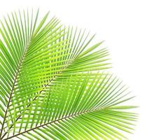 Coconut leaf isolated on white background photo