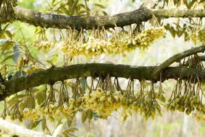 Durian flowers bud on durian tree photo