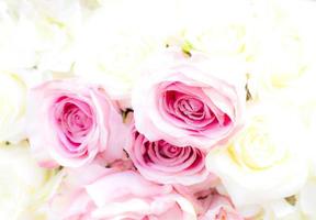 Pink roses background photo