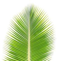 Green coconut leaf isolated on white background photo