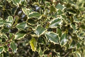Close up of a holly bush. Background resource. photo