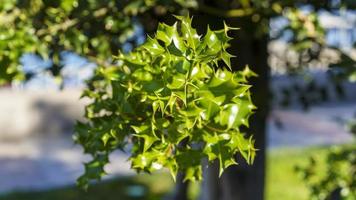 Close up of a holly bush. Background resource. photo