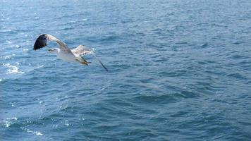 Seascape with a flying white gull photo