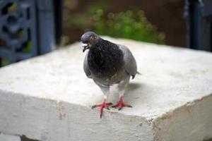 Portrait of a gray pigeon in a city park photo