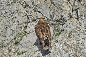 Portrait of a bird of prey on the background of a rock photo