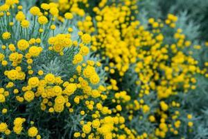 Natural background with decorative yellow chrysanthemum flowers photo