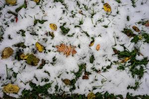 Natural natural background with autumn leaves on snow photo