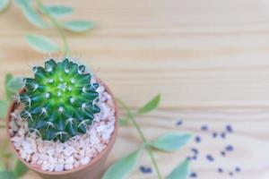 Cactus in a pot and small black gravel on a wooden desk space background for text. photo