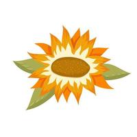 Sunflowers and leaves on a white background. Round summer yellow flowers in cartoon style with leaf. Botanical vector illustration.