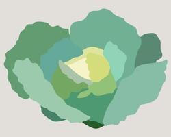 Vector illustration of cabbage