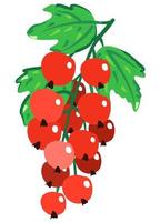 Vector isolated illustration of red currant.