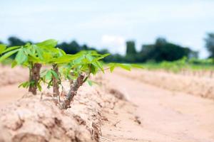 cassava baby in cassava fields in the rainy season, has greenery and freshness. Shows the fertility of the soil, green cassava leaf photo