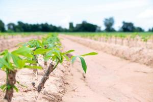 cassava baby in cassava fields in the rainy season, has greenery and freshness. Shows the fertility of the soil, green cassava leaf photo
