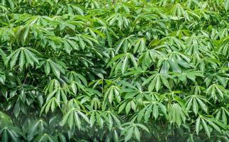 cassava leaf, in cassava fields in the rainy season, has greenery and freshness. Shows the fertility of the soil, green cassava leaf photo