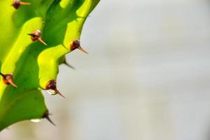 tiro de cactus de cerca foto