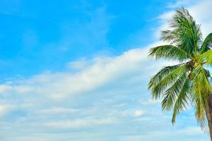 Coconut tree in blue sky background