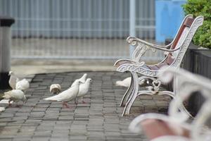 White Pigeon in the street looking for the food, crowd streets and public squares, living on discarded food and offerings of birdseed. photo