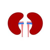 Kidney illustration. Human kidney vector icon.